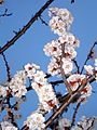 Detail of appricot blossoms