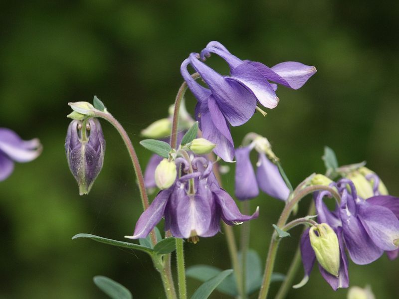 File:Aquilegia vulgaris 100503c.jpg