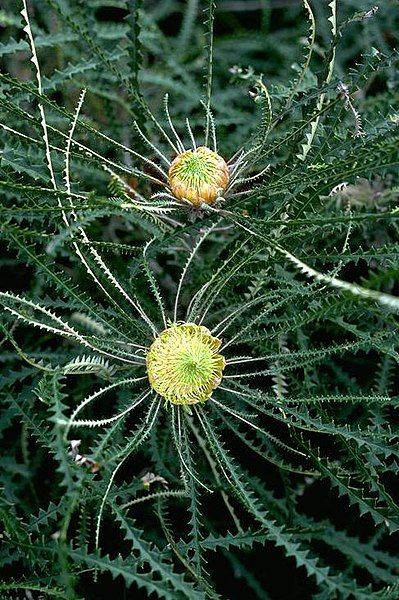 File:Banksia mucronulata.jpg