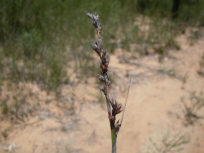 File:Baumea acuta (3235326075).jpg