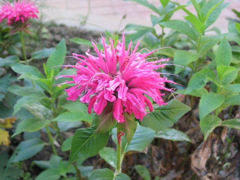 File:Bee balm.jpg