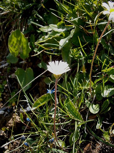 File:Bellidiastrum michelii01.jpg