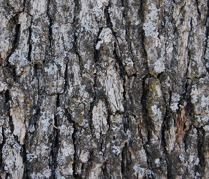 File:Blue Oak bark.jpg