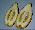 Cross section of Braverman etrog