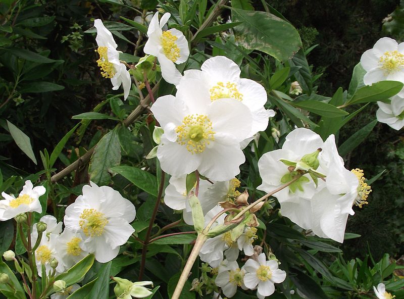 File:Carpenteria californica.jpg