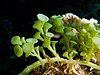 Caulerpa racemosa