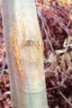 Chestnut blight