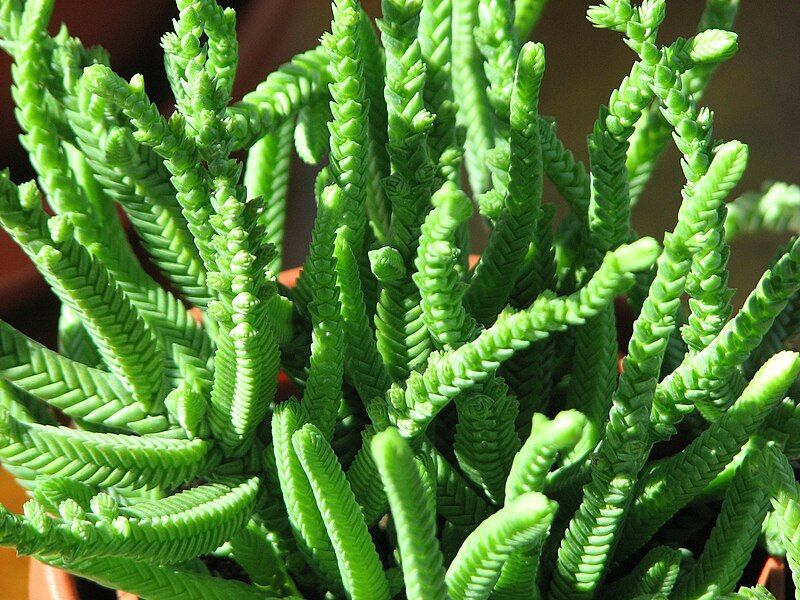 File:Crassula lycopodioides.jpg