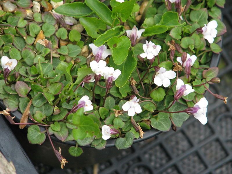 File:Cymbalaria hepaticifolia (14056415509).jpg