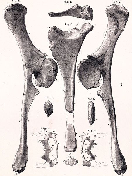 File:Dacentrurus pelvis.jpg