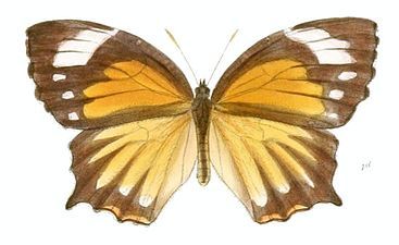 Dorsal view (female)