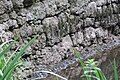 Detail of the walling on the summit pound