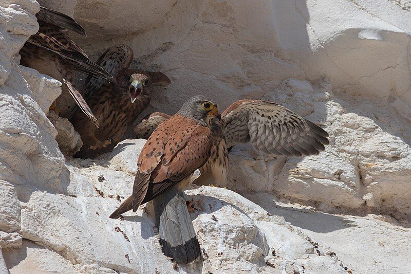 File:Falco naumanni, Negev.jpg