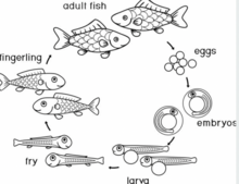 Moyle, P. B., & Marciochi, A. (1975). Biology of the Modoc Sucker, Catostomus microps, in Northeastern California. Copeia, 1975(3), 556–556. https://doi.org/10.2307/1443657