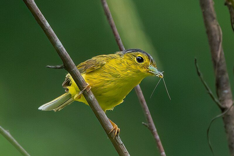 File:GRAY-CROWNED-WARBLER-KHONOMA.jpg