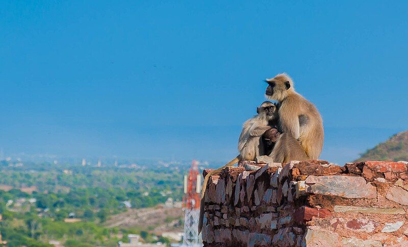 File:GREY LANGUR.jpg