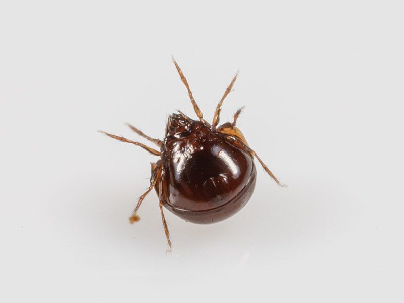 File:Galumnidae sp.jpg