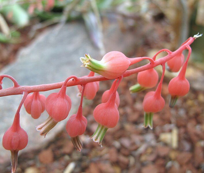 File:Gasteria baylissiana hh.jpg