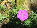 Geranium sanguineum