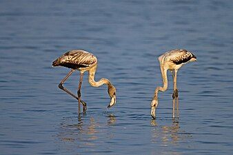 Subadults at Pulicat Lake, India