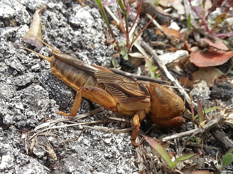 File:Gryllotalpa vineae.jpg