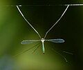 Tipulidae Kerala Hanging from spiders webs is known in a number of families of Culicidae, Limoniidae, Tipulidae and Mycetophilidae.