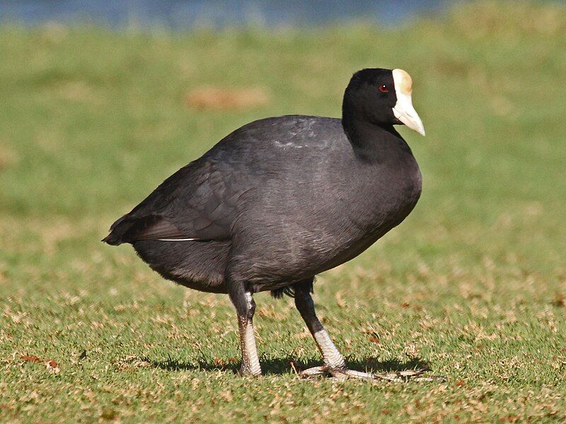 File:Hawaiian Coot RWD1.jpg