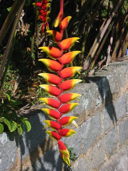 File:Heliconia rostrata1.jpg