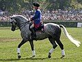 Unusual dressage-oriented Holsteiner. Stallion at Neustadt-Dosse, so he sires for Mecklenburg.