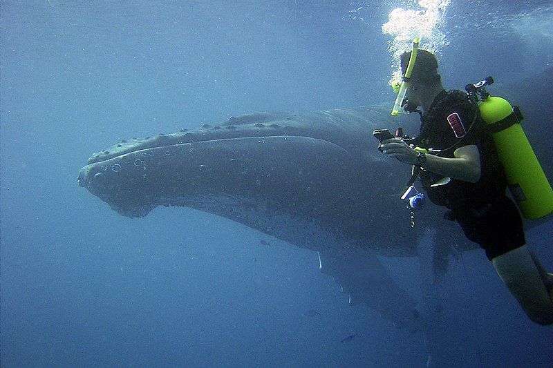 File:Humpback Whale Encounter.jpg