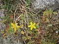 Hypericum humifusum