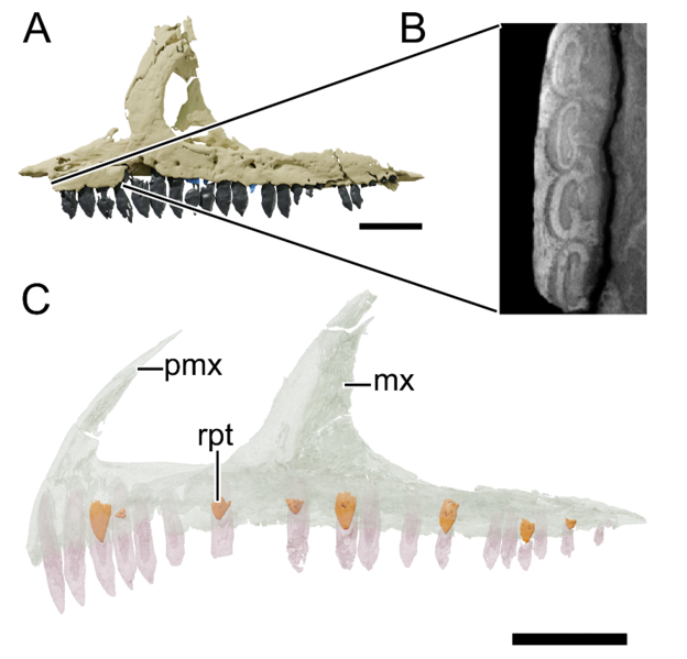 File:Issi teeth.png