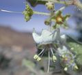 Flower of Jaltomata cajacayensis, Collection Mione, Leiva & Yacher 729, collected in Peru, Province Bolognesi at 2639 m elevation. Photo taken in Peru.