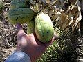 Joshua Tree fruit