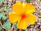 Kallstroemia grandiflora: the Arizona Poppy flower