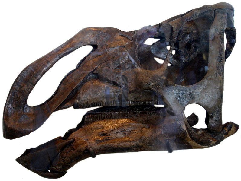 File:Kritosaurus.jpg