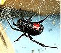 Latrodectus mactans Very dangerous Spiders of the genus Latrodectus typically avoid contact