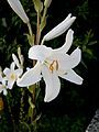 Lilium candidum close-up