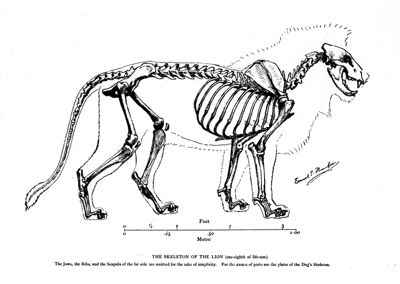 File:Lion skeleton Seton.png