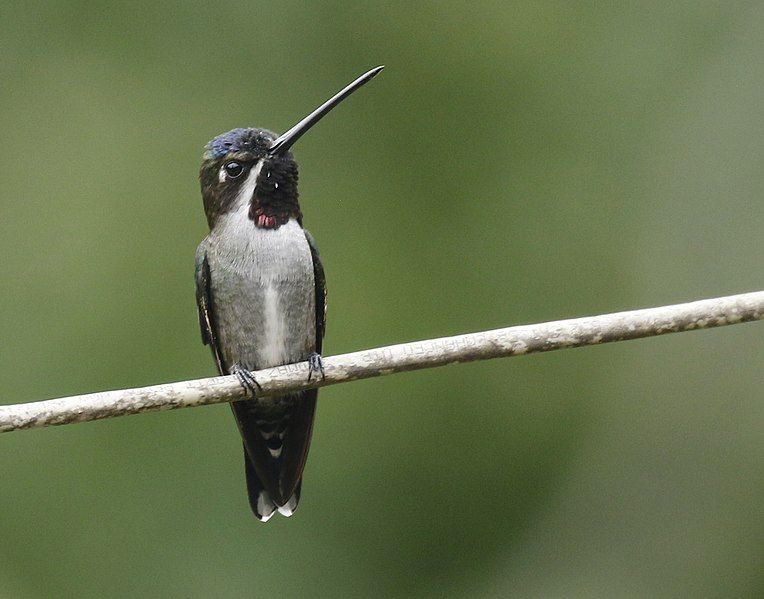 File:Long-billed Starthroat.jpg