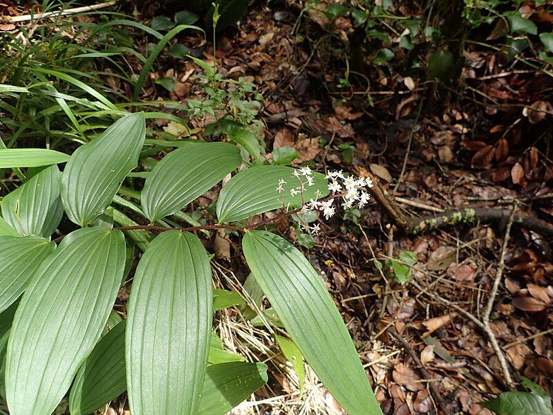 File:Maianthemum paniculatum.jpg