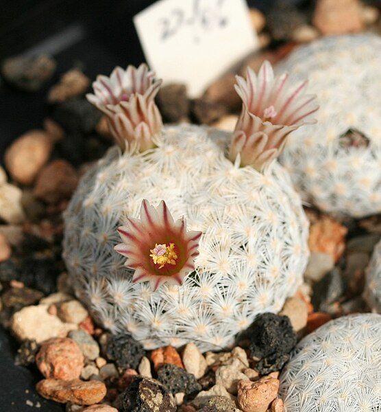 File:Mammillaria egregia SB30.jpg