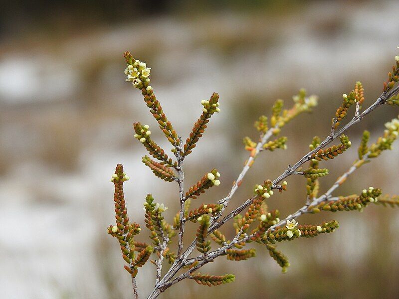 File:Micromyrtus littoralis.jpg