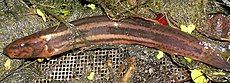 European weather loach (Misgurnus fossilis)