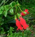 Mitraria coccinea