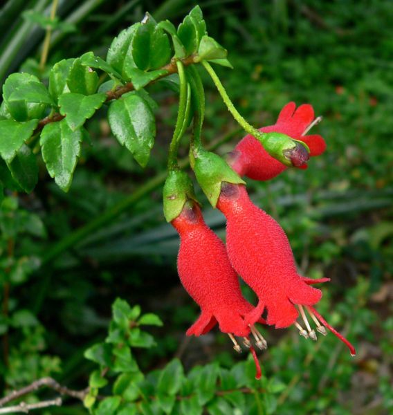 File:Mitraria coccinea 3.jpg