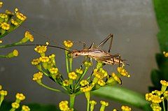 Short-winged female of Oecanthus pellucens