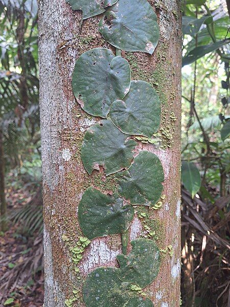 File:Monstera spruceana juvenile.jpg