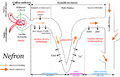 Diagram of the nephron (the main functional unit) of the human kidney, labeled in Polish and saved in PNG format