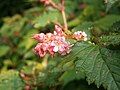 Neillia thibetica